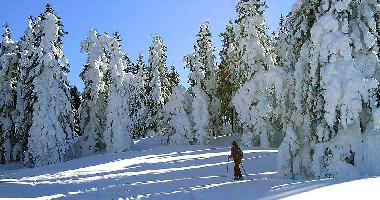 Holiday House in Bad Mitterndorf (Liezen) or holiday homes and vacation rentals