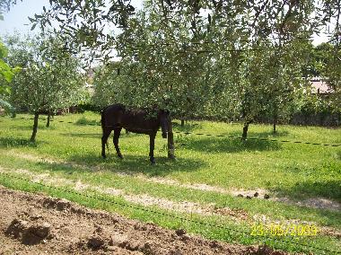 Holiday Apartment in Manerba del Garda (Brescia) or holiday homes and vacation rentals