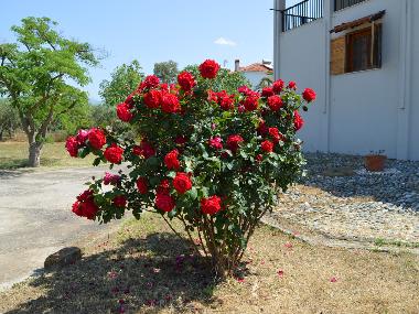 Holiday Apartment in Kalives poligiru (Chalkidiki) or holiday homes and vacation rentals