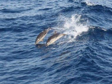 Holiday Apartment in Psakoudia (Chalkidiki) or holiday homes and vacation rentals