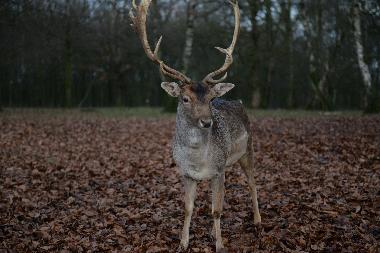 Holiday House in saint jean chambre (Ard�che) or holiday homes and vacation rentals