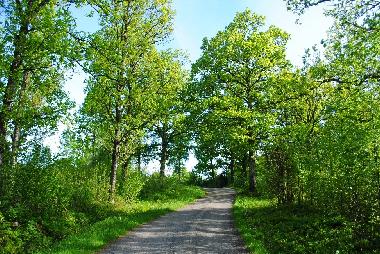 summer road to house