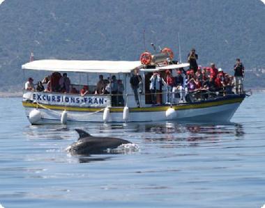 excursion with dolphins