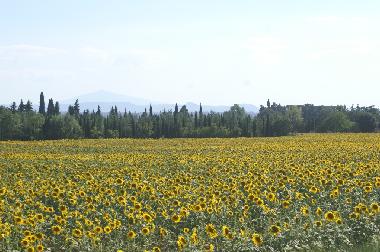 Holiday House in Metelliano di Cortona (Arezzo) or holiday homes and vacation rentals