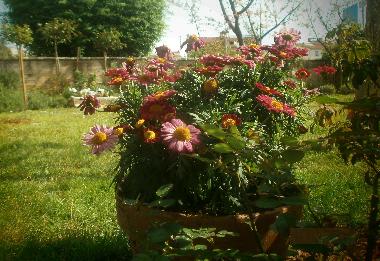 Holiday Apartment in Rovinj (Istarska) or holiday homes and vacation rentals