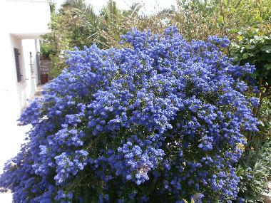 Holiday Apartment in Rovinj (Istarska) or holiday homes and vacation rentals