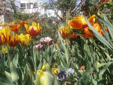 Holiday Apartment in Rovinj (Istarska) or holiday homes and vacation rentals