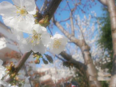 Holiday Apartment in Rovinj (Istarska) or holiday homes and vacation rentals