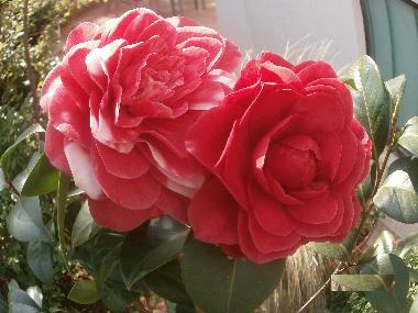 Holiday Apartment in Rovinj (Istarska) or holiday homes and vacation rentals