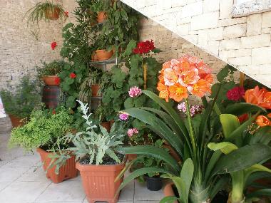 Holiday Apartment in Rovinj (Istarska) or holiday homes and vacation rentals