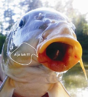 Holiday House in Skopw  51 (Podkarpackie) or holiday homes and vacation rentals