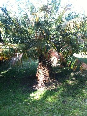 palm tree in the garden