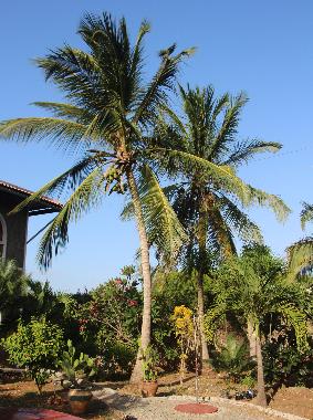 Holiday Apartment in Watamu (Coast) or holiday homes and vacation rentals