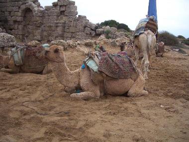 Holiday House in Near Antalya Side Manavgat Alanya (Antalya) or holiday homes and vacation rentals