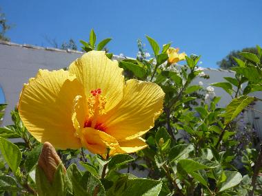 Holiday House in Chiclana de la Frontera (C�diz) or holiday homes and vacation rentals