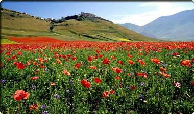 Holiday Apartment in Norcia (Perugia) or holiday homes and vacation rentals