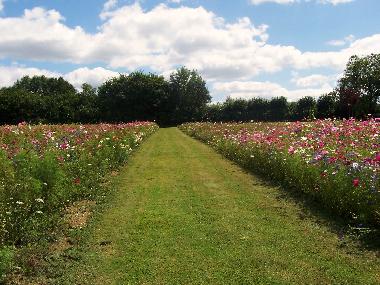 Holiday House in pouligny notre dame (Centre) or holiday homes and vacation rentals
