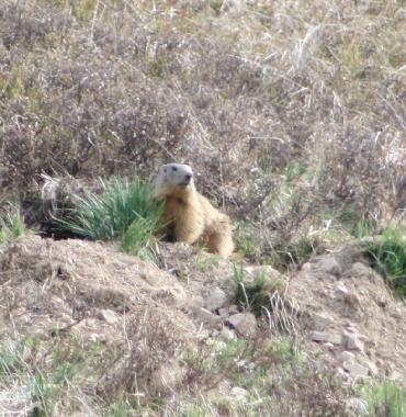 Holiday Apartment in LA SALLE LES ALPES (Hautes-Alpes) or holiday homes and vacation rentals