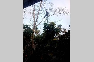 Holiday House in Panadura (Colombo) or holiday homes and vacation rentals