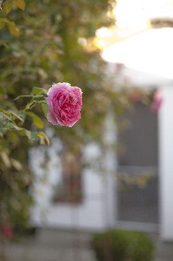 Holiday Apartment in Timisoara (Timis) or holiday homes and vacation rentals