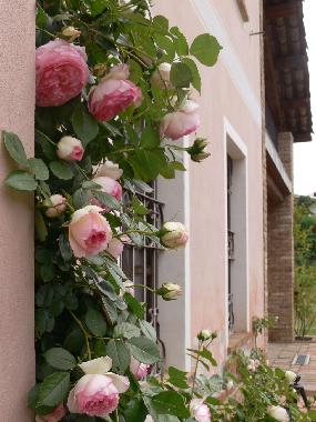 Holiday House in Vaglio Serra (Asti) or holiday homes and vacation rentals