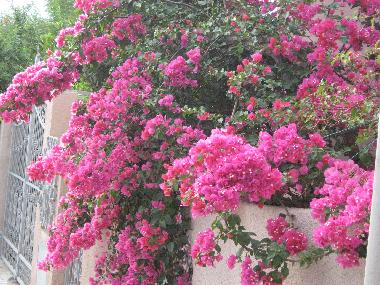 Holiday Apartment in Tore del Pozzo (Oristano) or holiday homes and vacation rentals