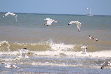 Chalet in Bredene (Flanders) or holiday homes and vacation rentals