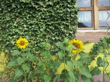 Holiday Apartment in Kleines Wiesental/Wies (Black Forest) or holiday homes and vacation rentals