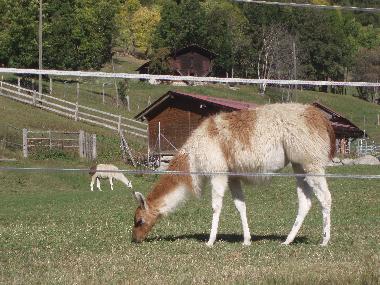 Chalet in Fiesch (Aletsch) or holiday homes and vacation rentals