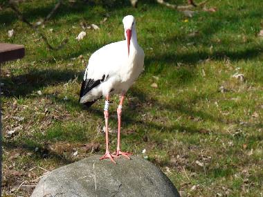 Holiday Apartment in Stosswihr (Haut-Rhin) or holiday homes and vacation rentals