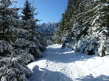 Holiday Apartment in Stosswihr (Haut-Rhin) or holiday homes and vacation rentals