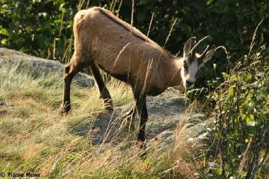 Holiday Apartment in Stosswihr (Haut-Rhin) or holiday homes and vacation rentals