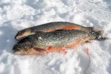 Holiday House in Svenstavik-Gal�bodarna (J�mtland) or holiday homes and vacation rentals