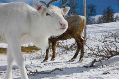 Holiday House in Svenstavik-Gal�bodarna (J�mtland) or holiday homes and vacation rentals