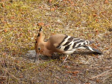 Holiday House in Grayan L&acute;Hopital (Gironde) or holiday homes and vacation rentals