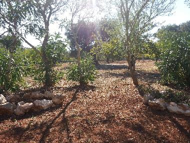 Holiday House in Villa castelli (Brindisi) or holiday homes and vacation rentals