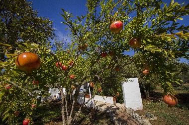 Holiday House in Villa castelli (Brindisi) or holiday homes and vacation rentals