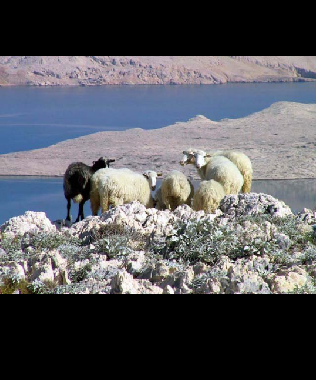 Holiday Apartment in Pag (Zadarska) or holiday homes and vacation rentals