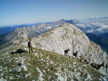 Ibex on "Le Grand Veymont"
