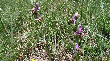 Holiday Apartment in St Julien du Puy (Tarn) or holiday homes and vacation rentals