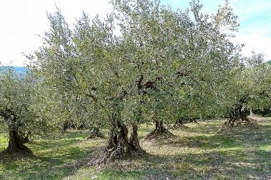 Holiday House in Valreas (Vaucluse) or holiday homes and vacation rentals