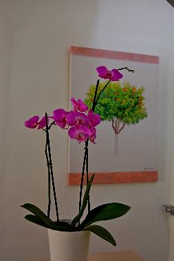 Holiday House in Chania (Chania) or holiday homes and vacation rentals