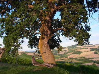 Holiday House in Montefiore dell