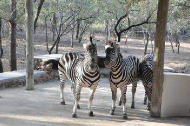 Holiday House in Marloth Park (Mpumalanga) or holiday homes and vacation rentals