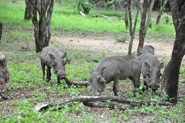 Holiday House in Marloth Park (Mpumalanga) or holiday homes and vacation rentals