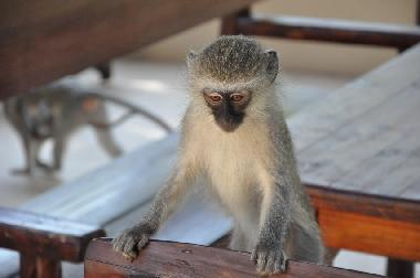 Holiday House in Marloth Park (Mpumalanga) or holiday homes and vacation rentals