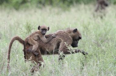 Holiday House in Marloth Park (Mpumalanga) or holiday homes and vacation rentals