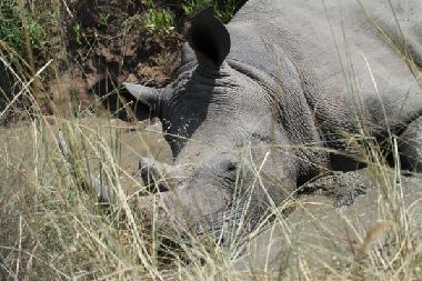 Holiday House in Marloth Park (Mpumalanga) or holiday homes and vacation rentals