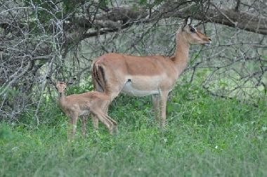 Holiday House in Marloth Park (Mpumalanga) or holiday homes and vacation rentals