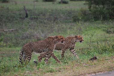 Holiday House in Marloth Park (Mpumalanga) or holiday homes and vacation rentals